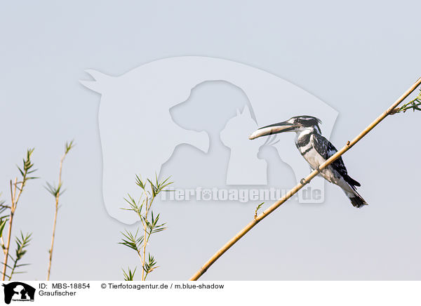 Graufischer / lesser pied kingfisher / MBS-18854