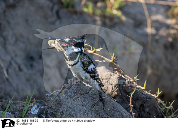 Graufischer / lesser pied kingfisher / MBS-18855