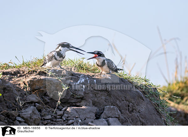 Graufischer / lesser pied kingfisher / MBS-18856