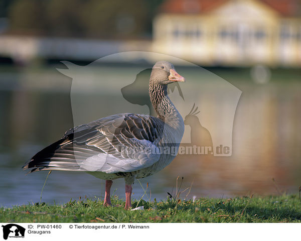 Graugans / Greylag Goose / PW-01460