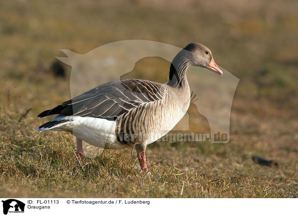 Graugans / greylag goose / FL-01113