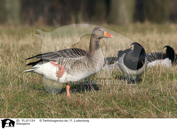 Graugans / greylag goose / FL-01124
