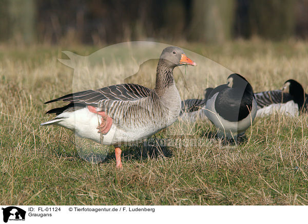 Graugans / greylag goose / FL-01124