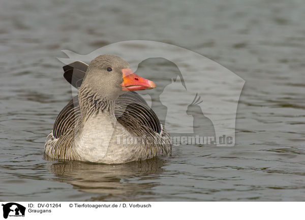 Graugans / greylag goose / DV-01264