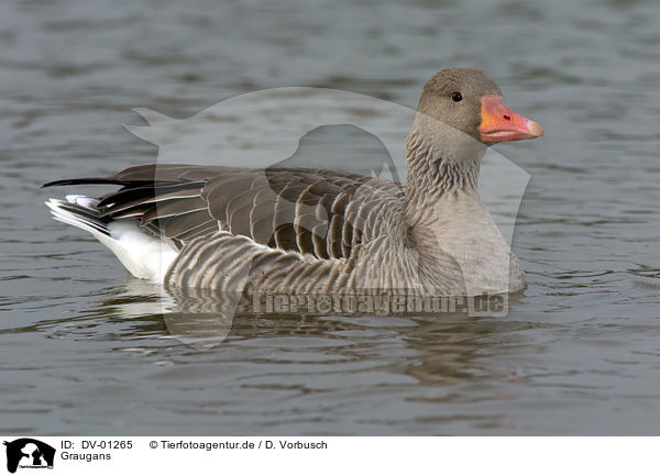 Graugans / greylag goose / DV-01265
