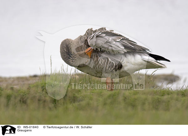 Graugans / Greylag Goose / WS-01840