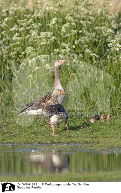 Graugans Familie / Greylag Goose Family / WS-01843