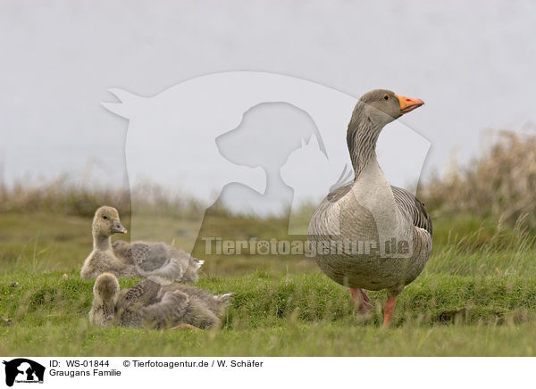 Graugans Familie / Greylag Goose Family / WS-01844
