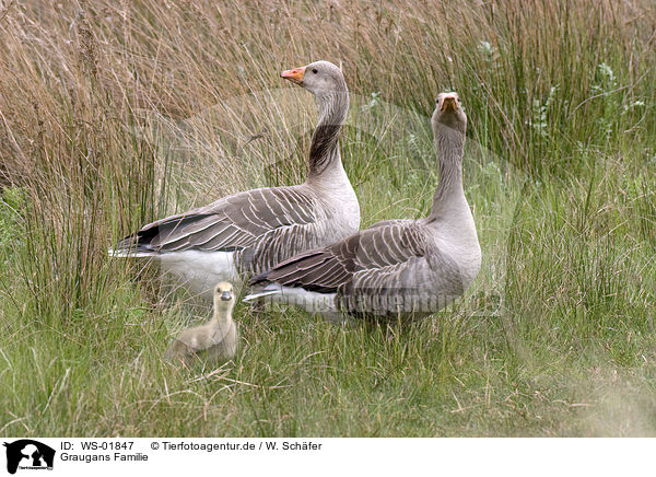 Graugans Familie / Greylag Goose Family / WS-01847