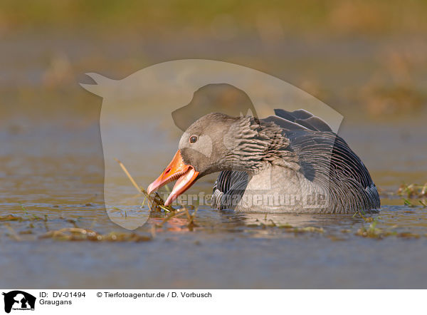 Graugans / greylag goose / DV-01494