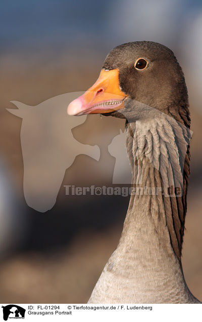 Grausgans Portrait / FL-01294