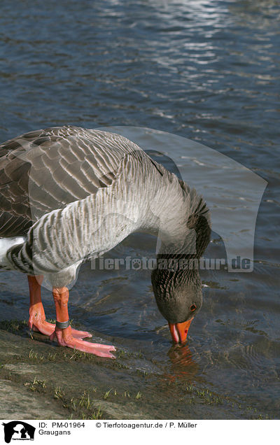Graugans / greylag goose / PM-01964