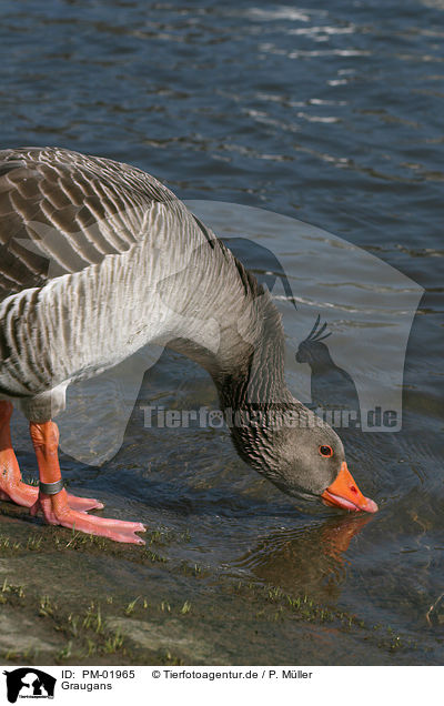 Graugans / greylag goose / PM-01965