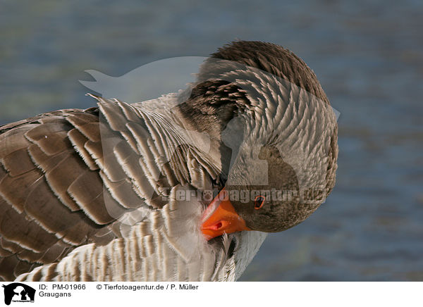 Graugans / greylag goose / PM-01966