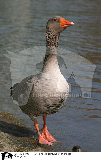 Graugans / greylag goose / PM-01971