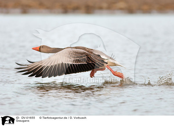 Graugans / graylag goose / DV-01655