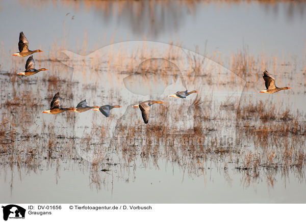 Graugans / graylag goose / DV-01656
