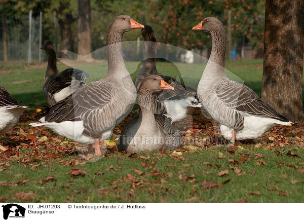 Graugnse / greylag geese / JH-01203