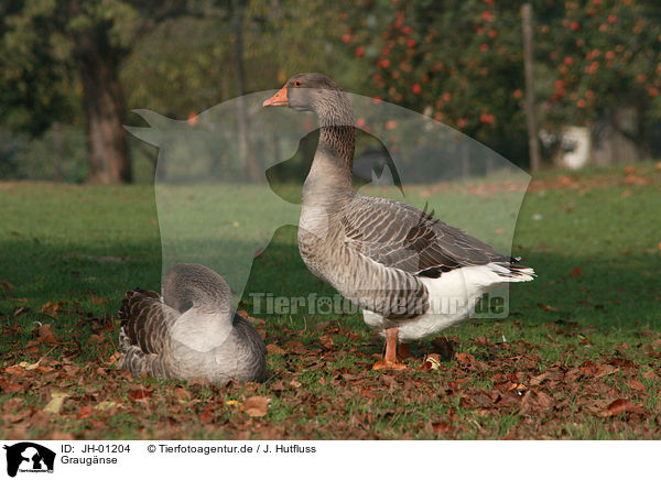 Graugnse / greylag geese / JH-01204