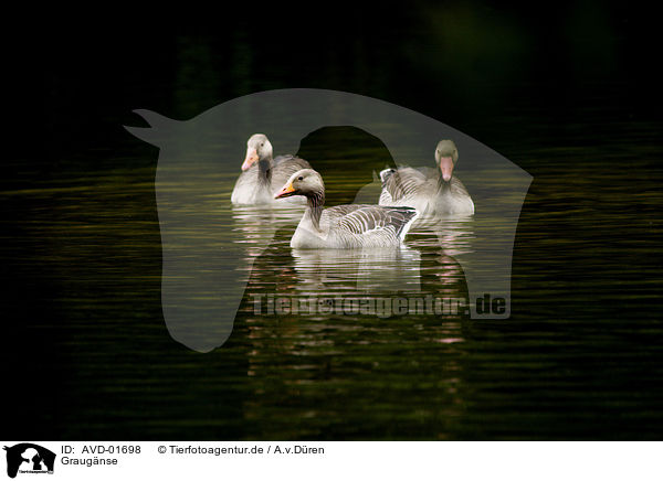 Graugnse / greylag geese / AVD-01698