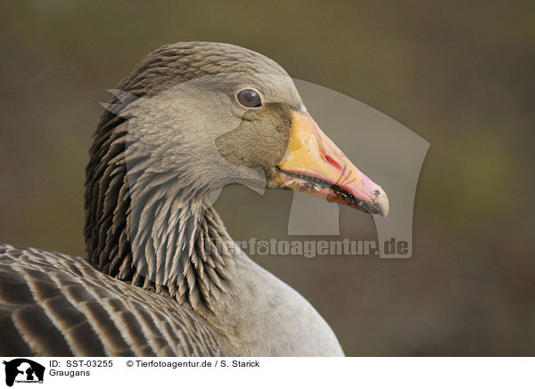 Graugans / greylag goose / SST-03255