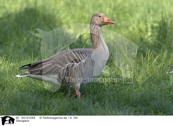 Graugans / graylag goose / SO-01058