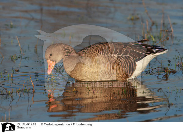 Graugans / graylag goose / FL-01419