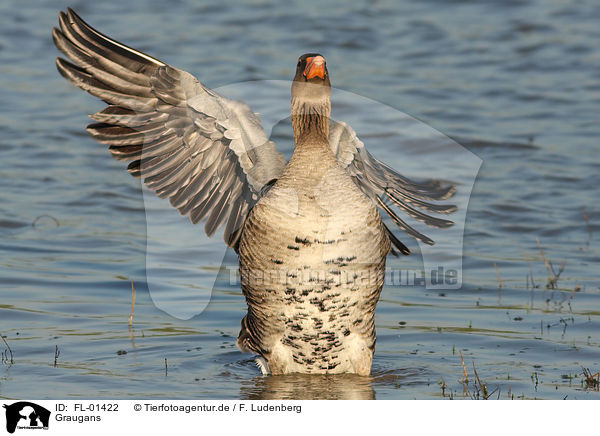 Graugans / graylag goose / FL-01422
