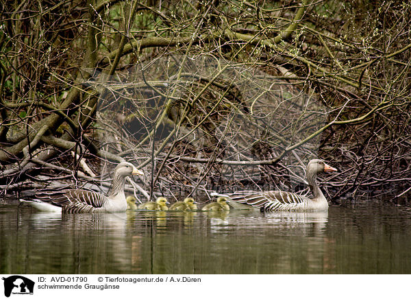 schwimmende Graugnse / swimming greylag geese / AVD-01790