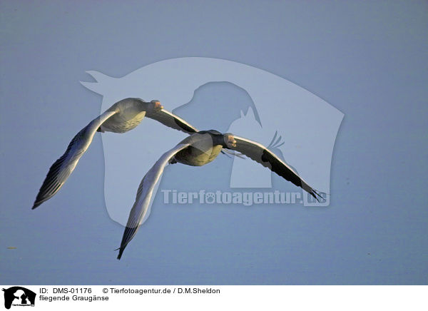 fliegende Graugnse / flying gray geese / DMS-01176