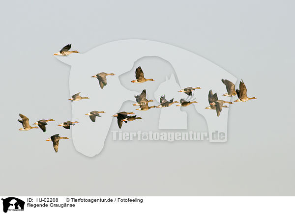 fliegende Graugnse / flying Greylag Geeses / HJ-02208