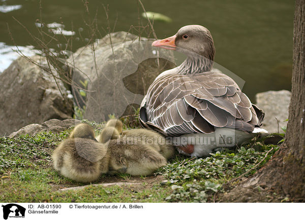 Gnsefamilie / AB-01590