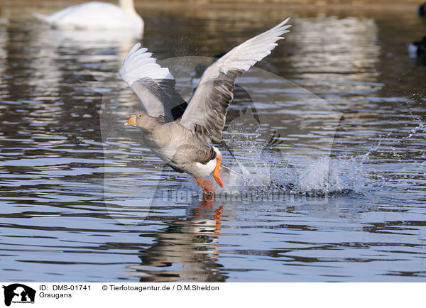 Graugans / greylag goose / DMS-01741