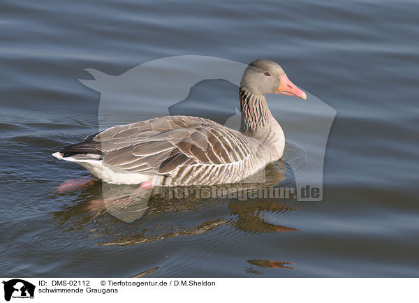 schwimmende Graugans / DMS-02112