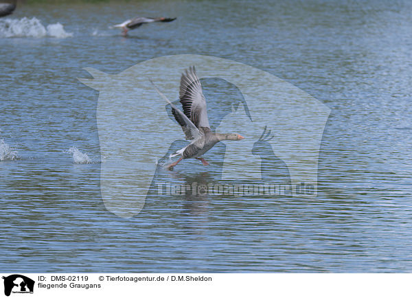 fliegende Graugans / flying greylag goose / DMS-02119