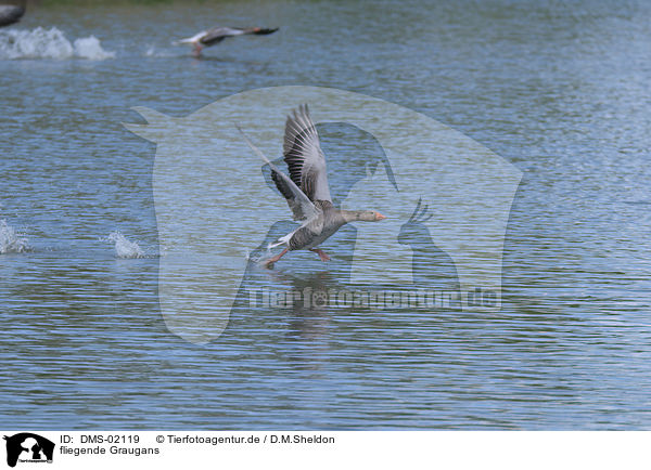 fliegende Graugans / DMS-02119