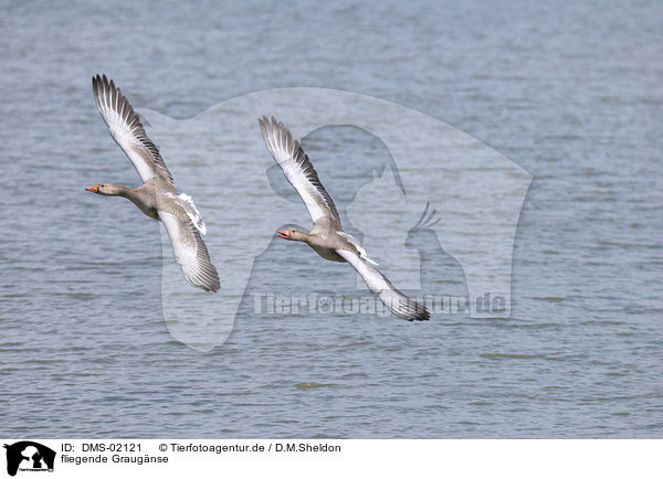fliegende Graugnse / DMS-02121