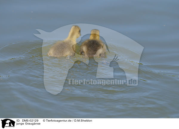 junge Graugnse / young greylag geese / DMS-02129