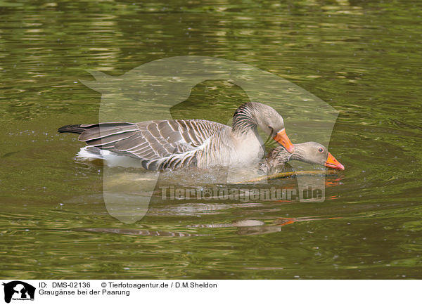 Graugnse bei der Paarung / pairing greylag geese / DMS-02136