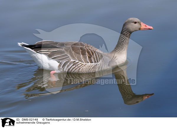 schwimmende Graugans / swimming greylag goose / DMS-02148