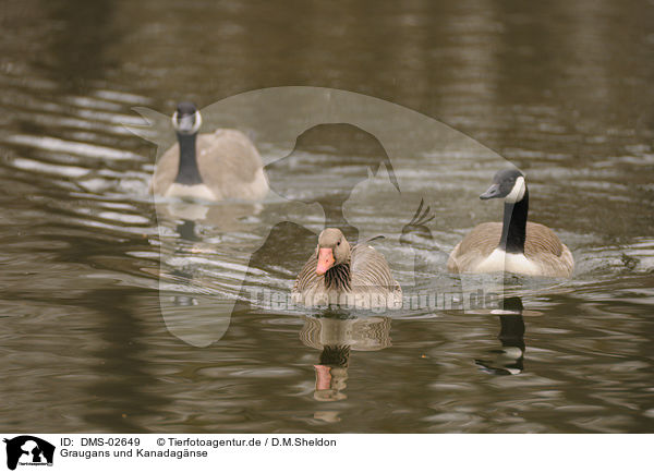 Graugans und Kanadagnse / DMS-02649