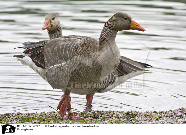 Graug�nse / MBS-02837