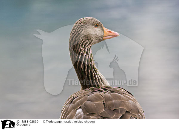 Graugans / MBS-02839