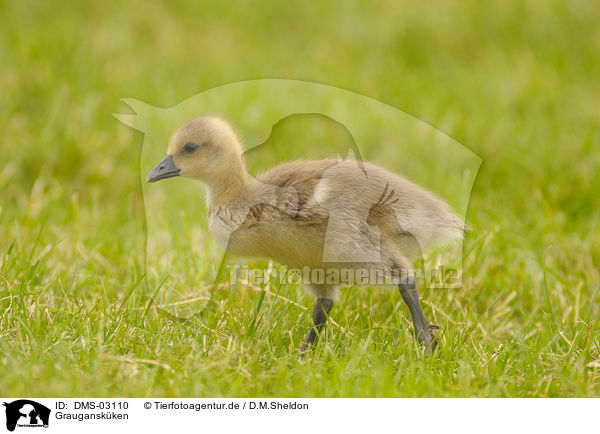 Graugansk�ken / DMS-03110