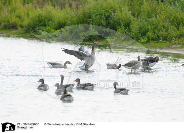 Graugnse / greylag geese / DMS-03935