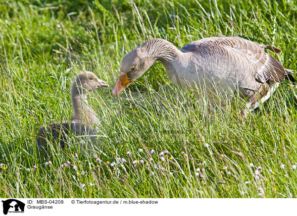 Graugnse / greylag geese / MBS-04208