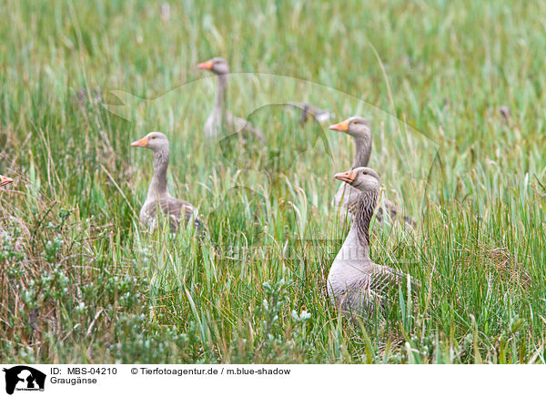Graugnse / greylag geese / MBS-04210