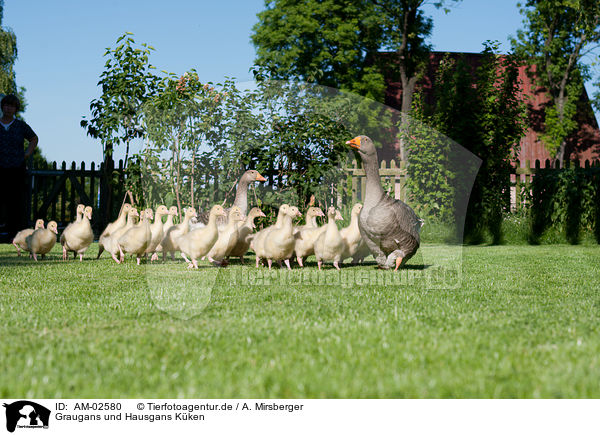 Graugans und Hausgans Kken / geese / AM-02580