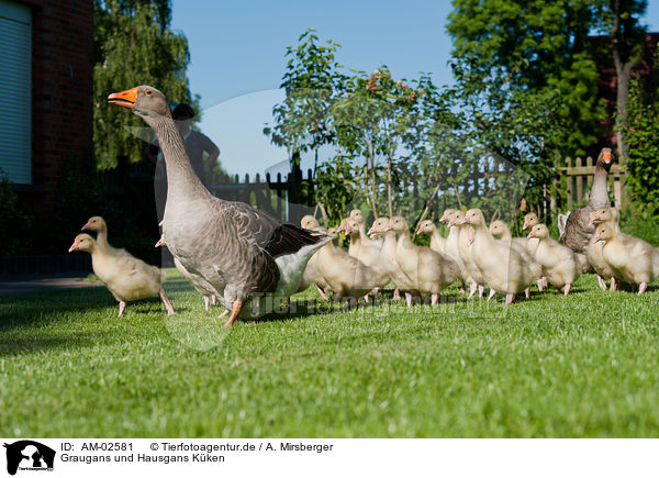 Graugans und Hausgans Kken / geese / AM-02581