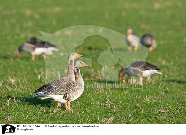 Graug�nse / MBS-05744